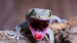 Ochrana rostlinného a živočišného světa